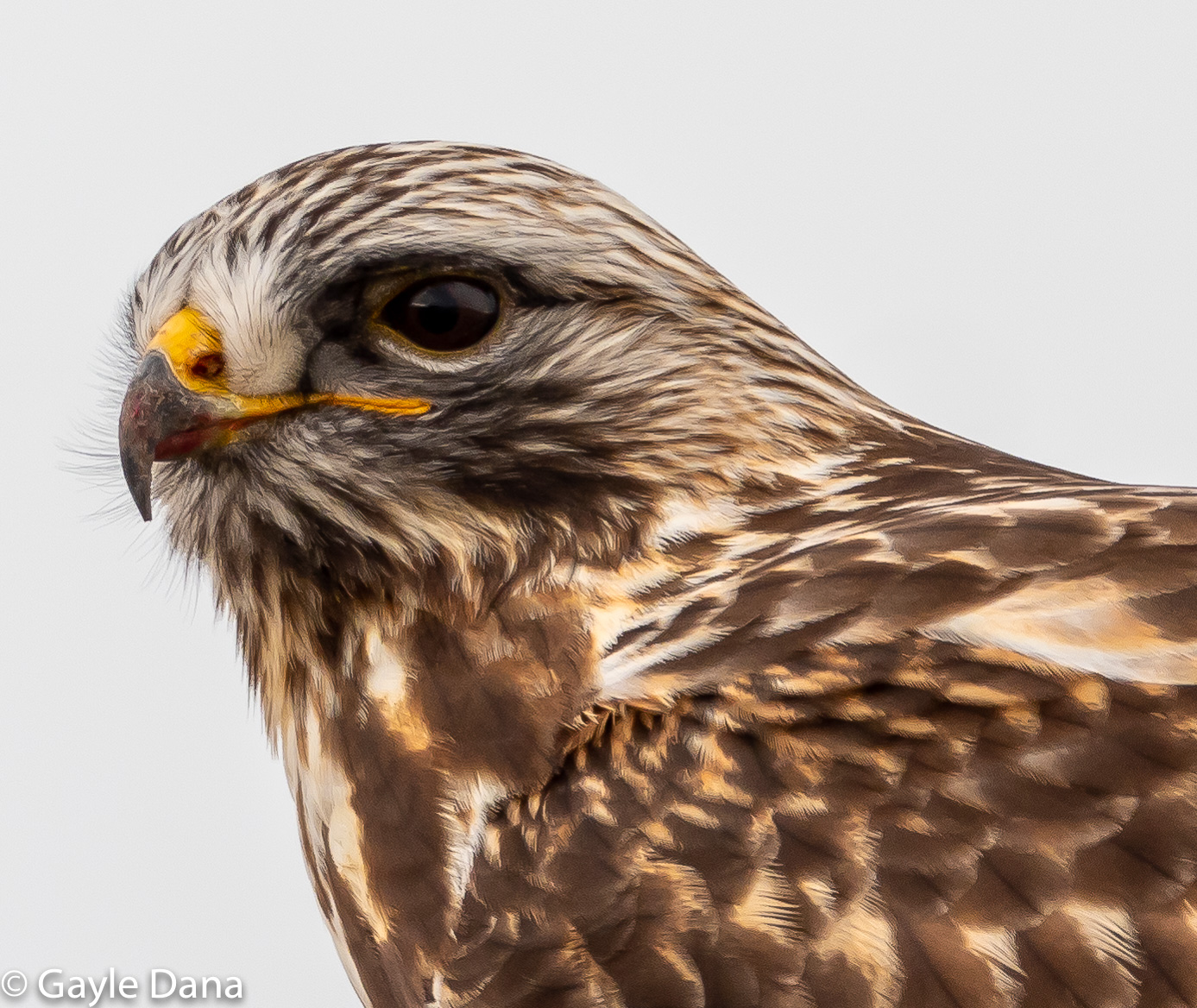 Rough Legged Hawk Head